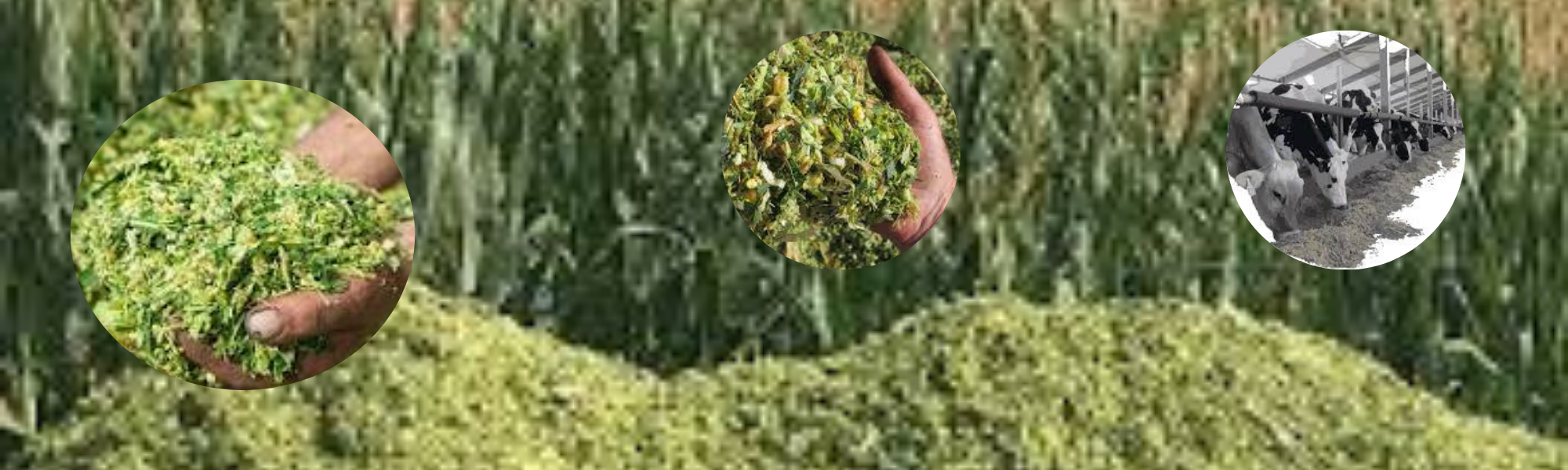 silage production in Pakistan