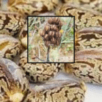 Close-up image of brown, oval-shaped castor seeds with mottled, marbled patterns on their surface.