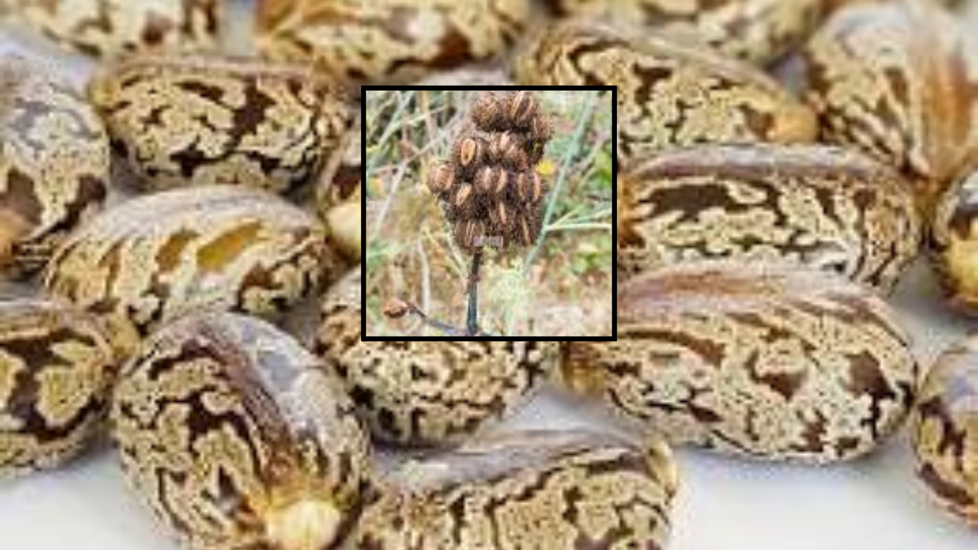 Close-up image of brown, oval-shaped castor seeds with mottled, marbled patterns on their surface.